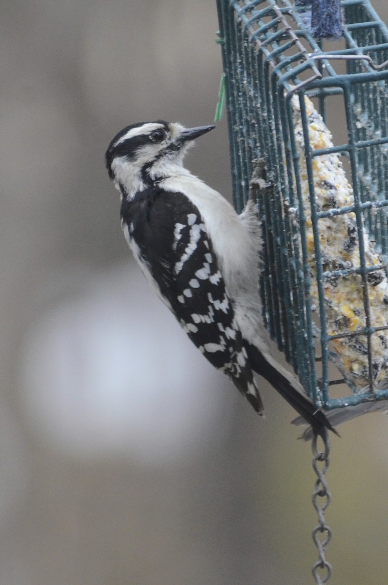 Downy Woodpecker - David Britton