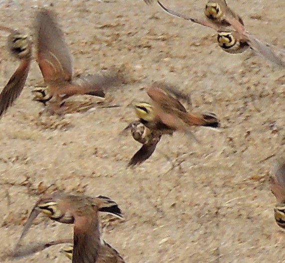 Lapland Longspur - ML82708431