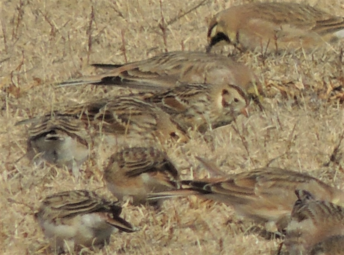 Lapland Longspur - ML82708521