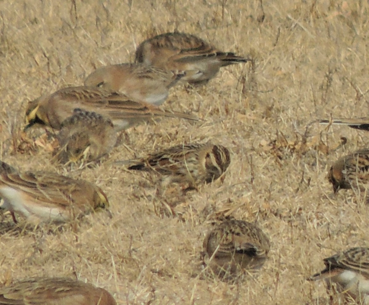 Lapland Longspur - ML82708531