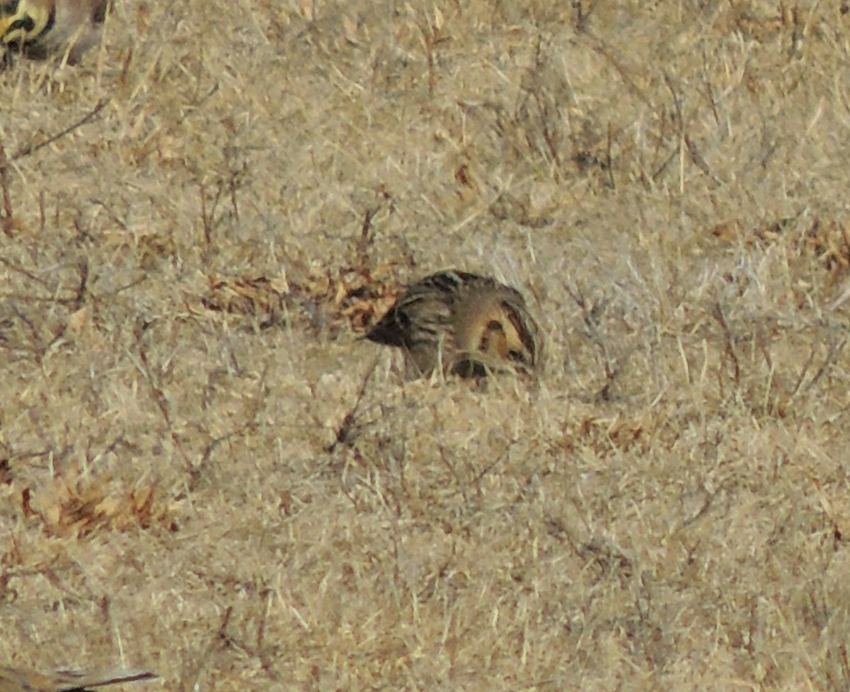 Lapland Longspur - ML82708541