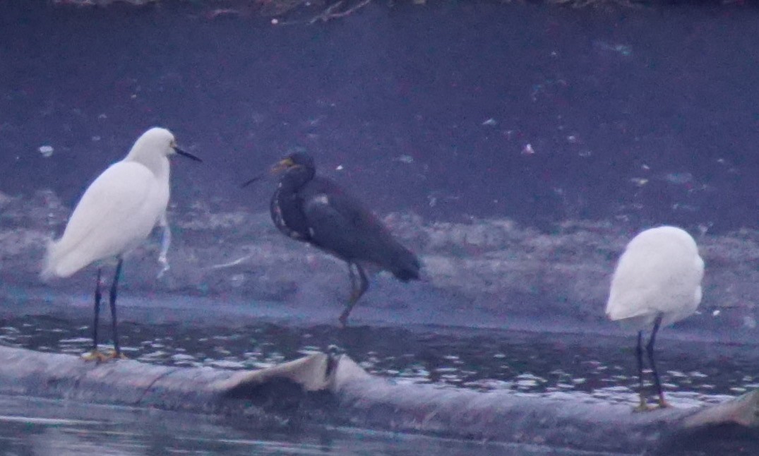 Tricolored Heron - ML82708951