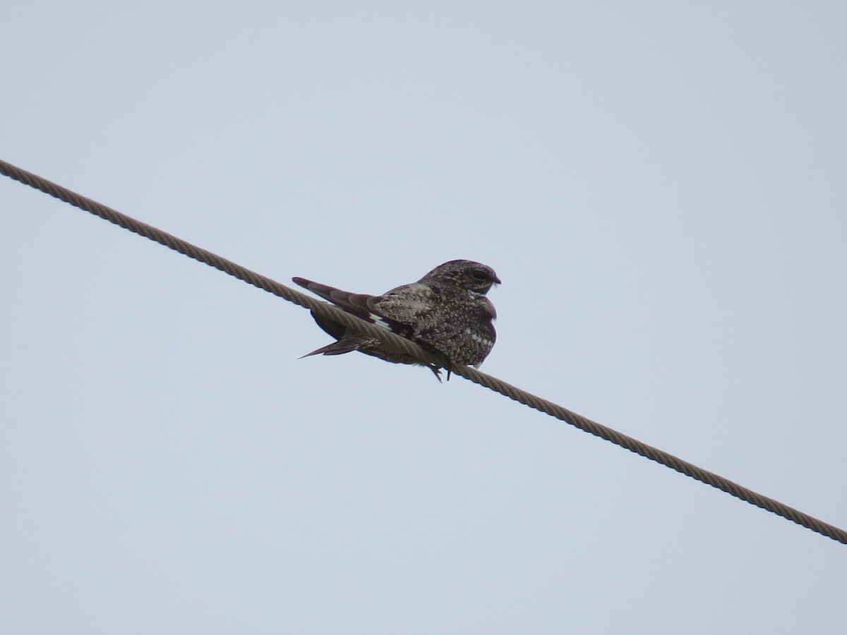 Lesser Nighthawk - Mary Maertz