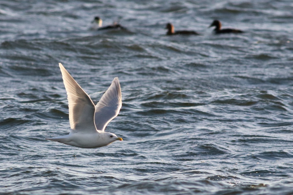 Gaviota Groenlandesa (kumlieni) - ML82709081