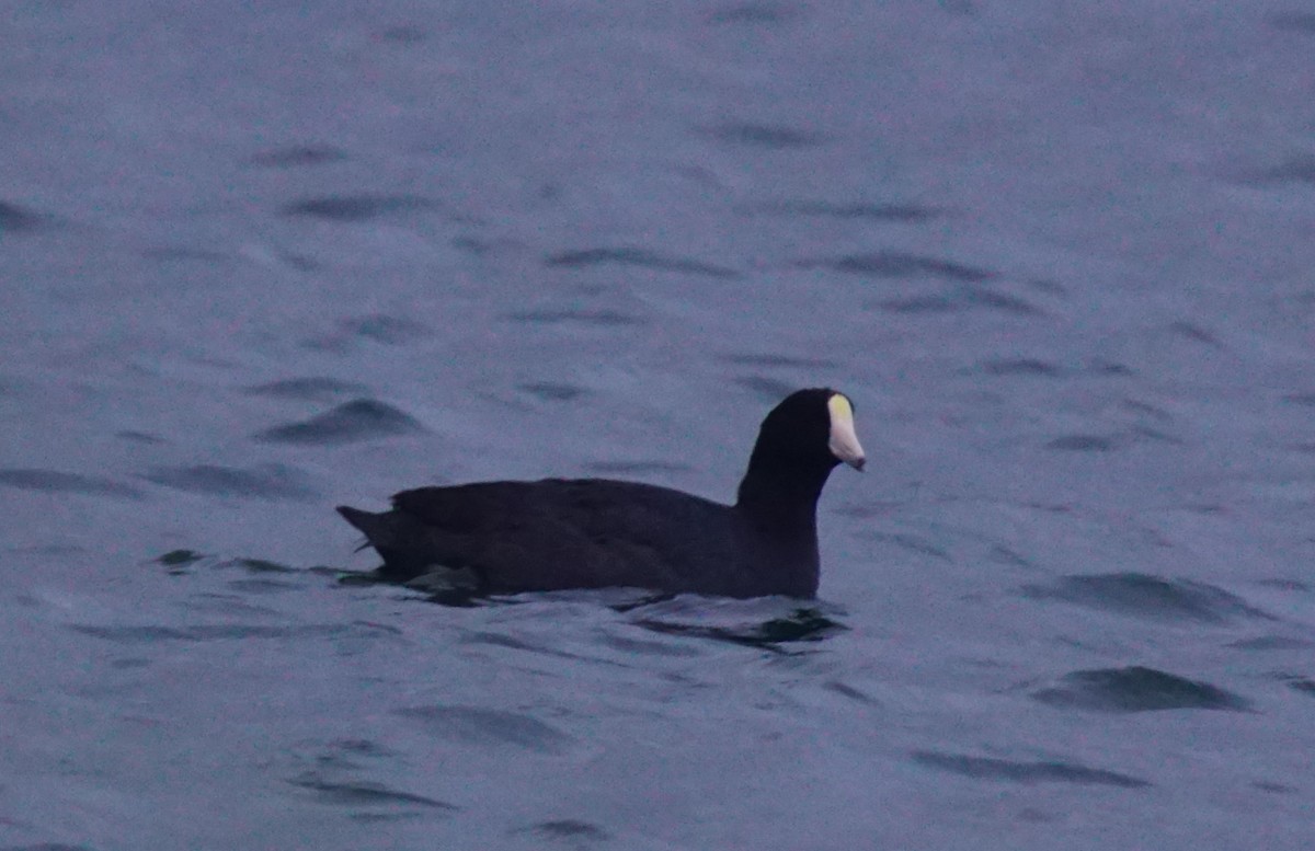 American Coot - ML82709321