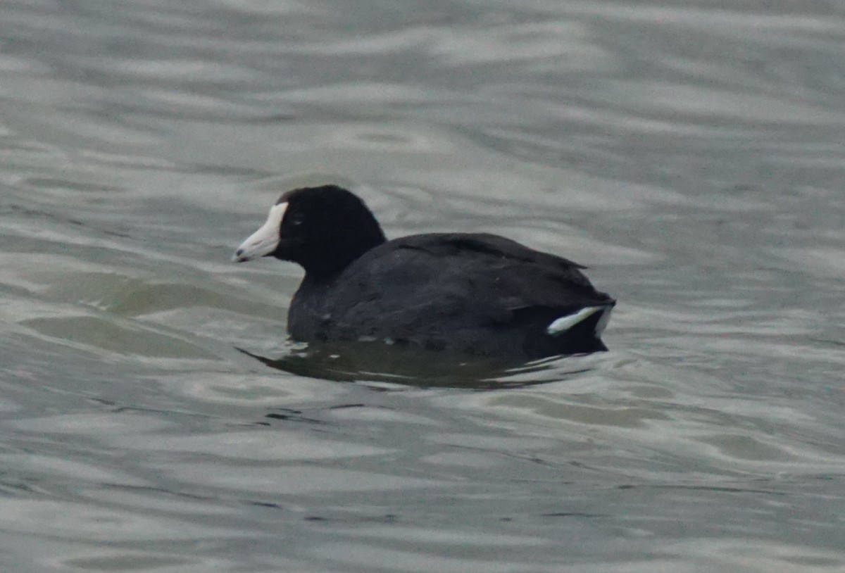 American Coot - ML82709451