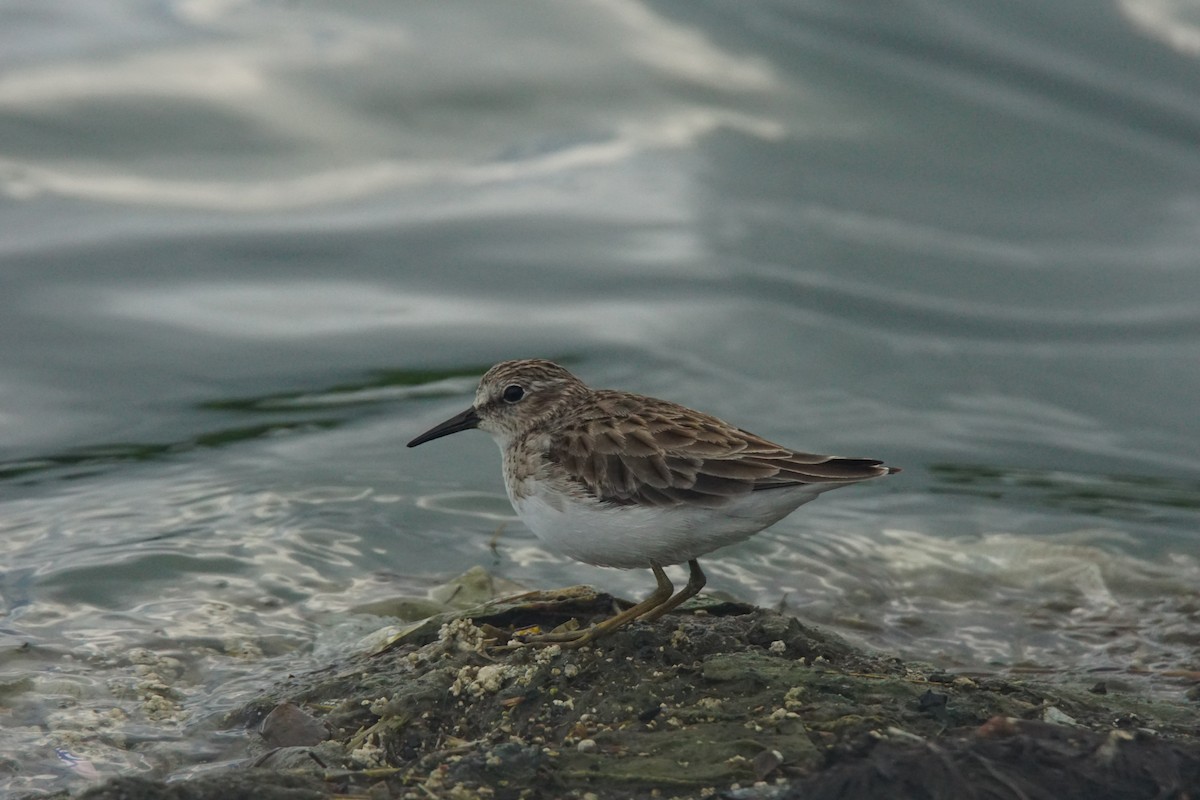 Least Sandpiper - ML82710221