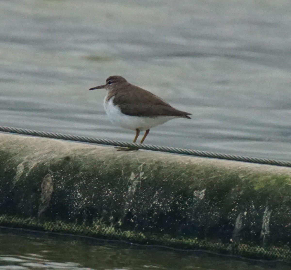 Spotted Sandpiper - ML82710321