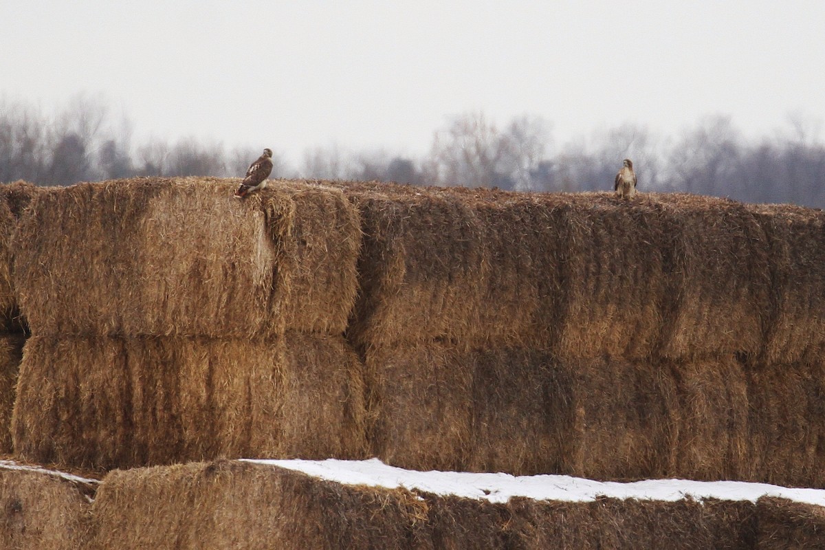 Red-tailed Hawk (borealis) - ML82710421