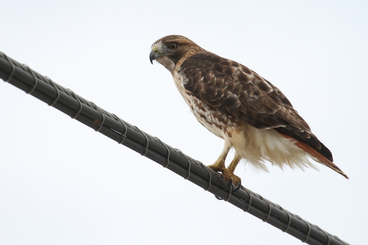 Red-tailed Hawk (borealis) - ML82710431
