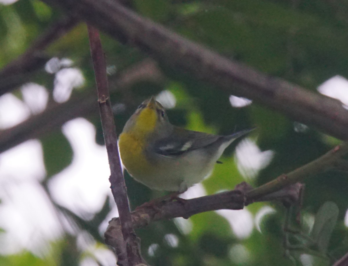 Northern Parula - ML82710591