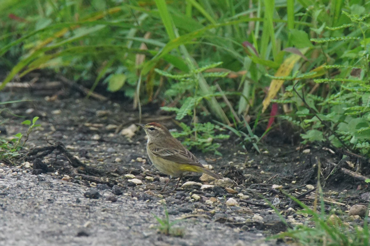 Palm Warbler - ML82710641