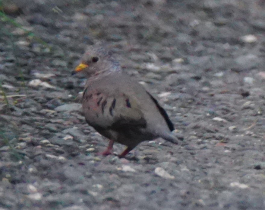 Common Ground Dove - ML82710811