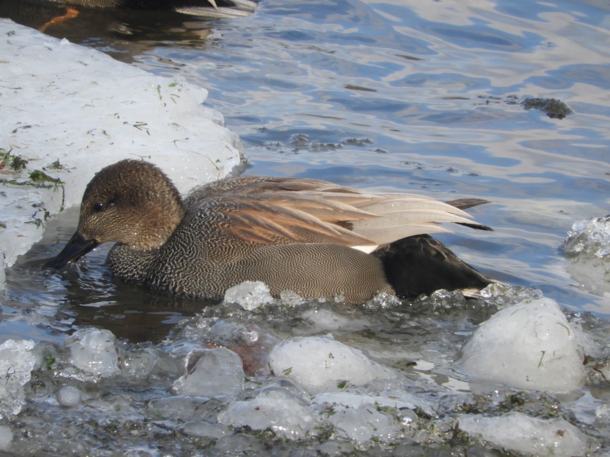 Gadwall - Sharon Glezen