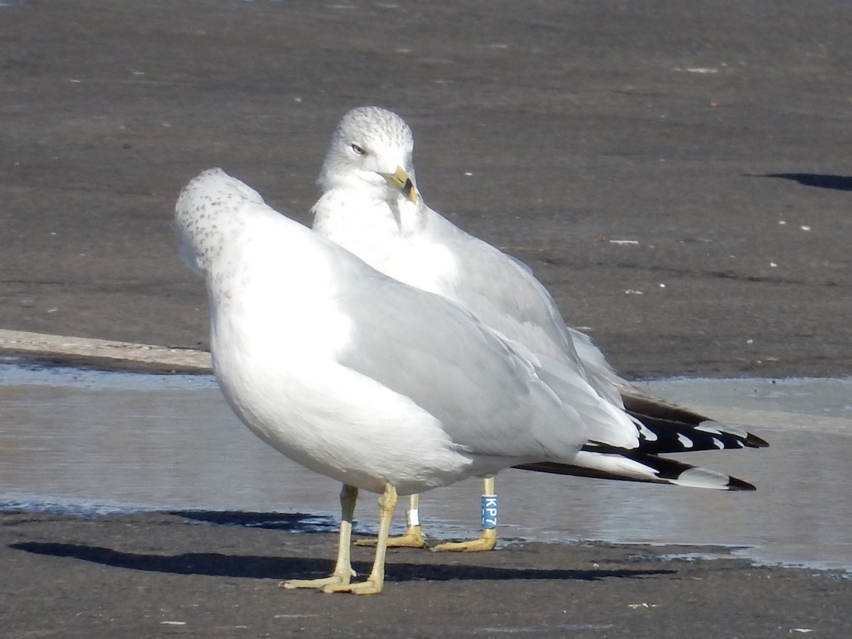 Ring-billed Gull - ML82712181