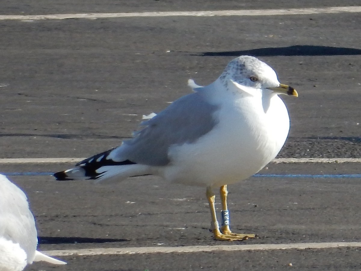 Ring-billed Gull - ML82712191