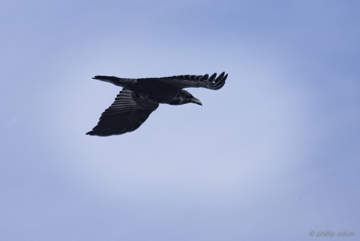 Common Raven - ML82713271