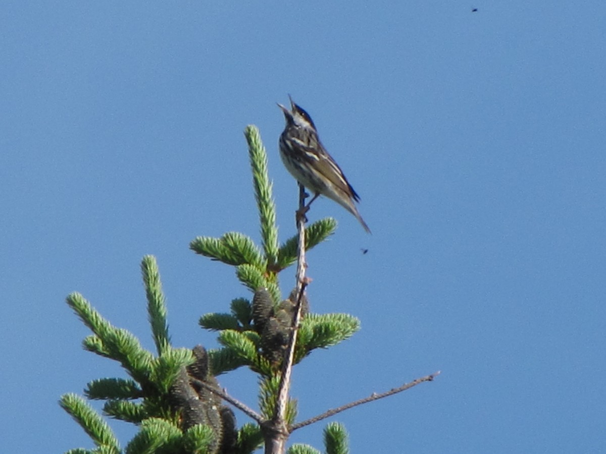 Blackpoll Warbler - ML82713841