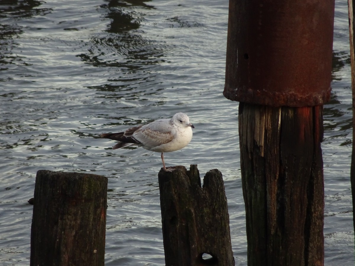 Ring-billed Gull - ML82715301