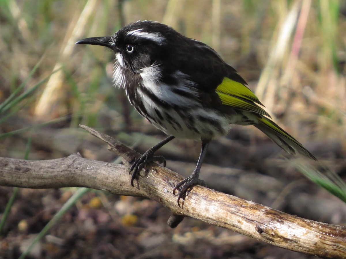 New Holland Honeyeater - ML82719731