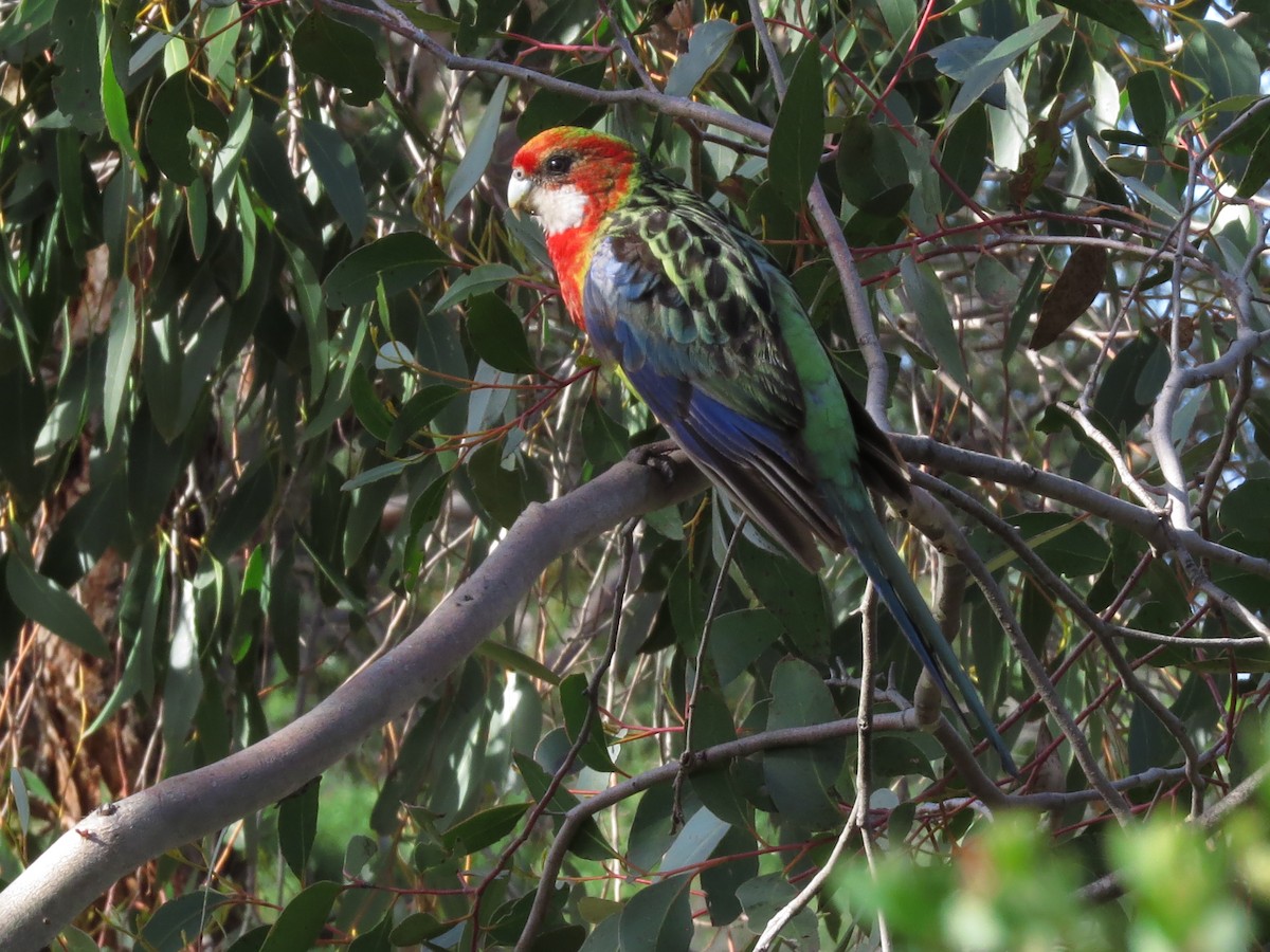 Eastern Rosella - David and Regan Goodyear