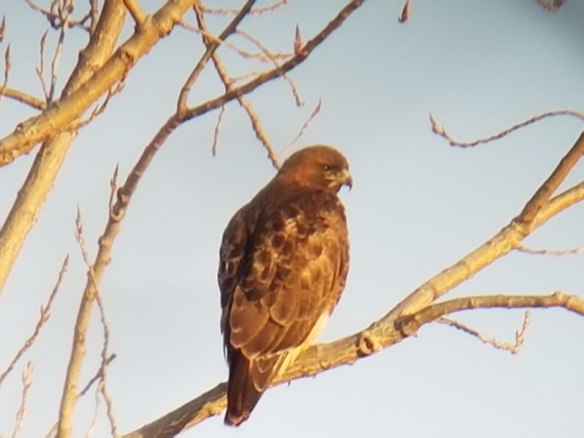 Red-tailed Hawk (abieticola) - ML82720151