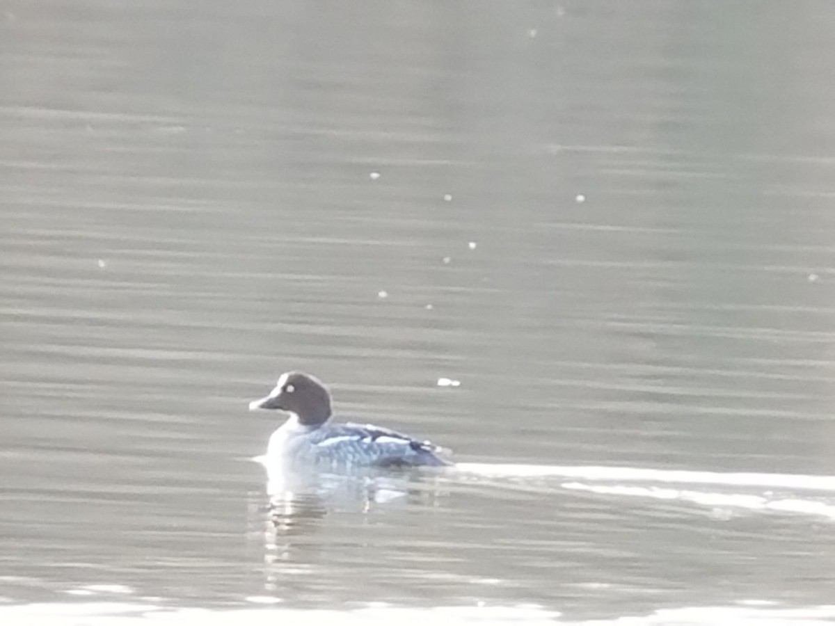 kvinand - ML82720531