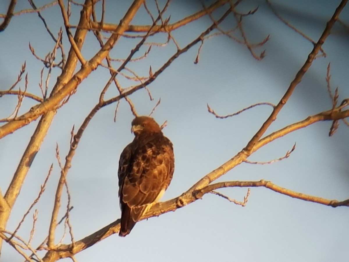 Red-tailed Hawk (abieticola) - ML82720671