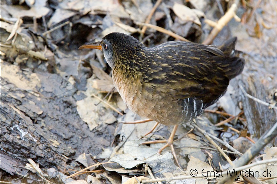 Virginia Rail - Ernst Mutchnick