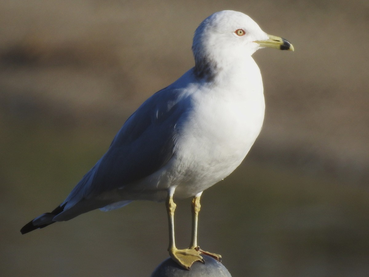 Ring-billed Gull - ML82722461