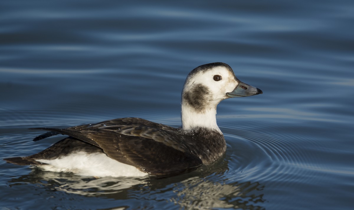 Long-tailed Duck - Jacob Collison