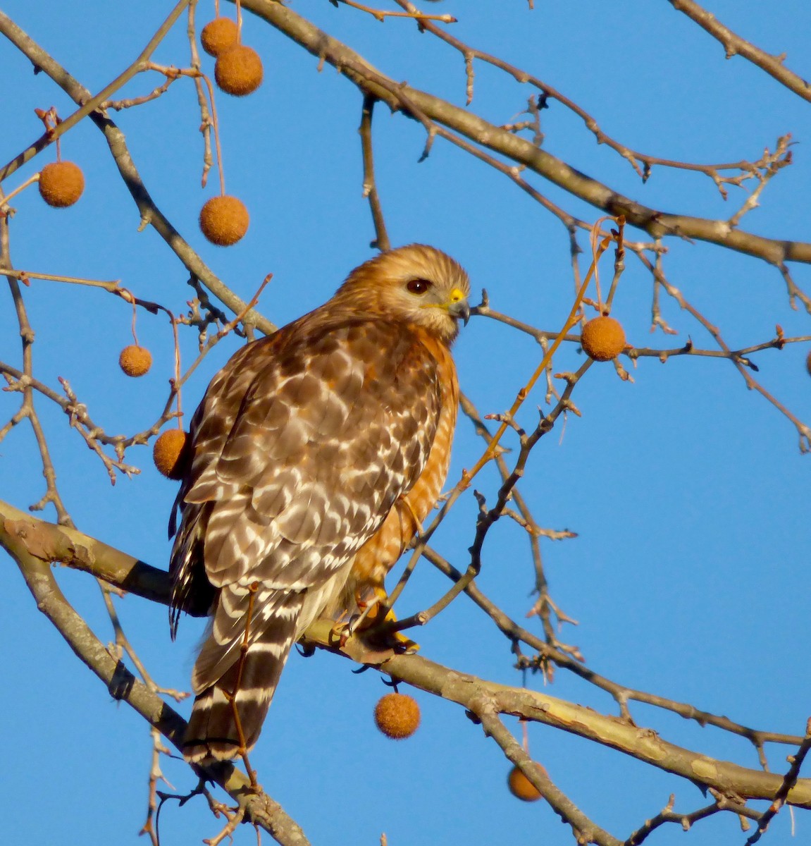 Red-shouldered Hawk - ML82723651