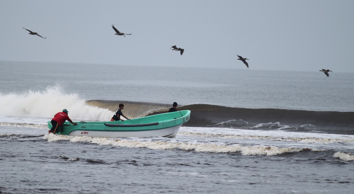 Brown Pelican - ML82724941