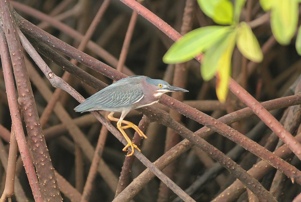 Green Heron - ML82725011