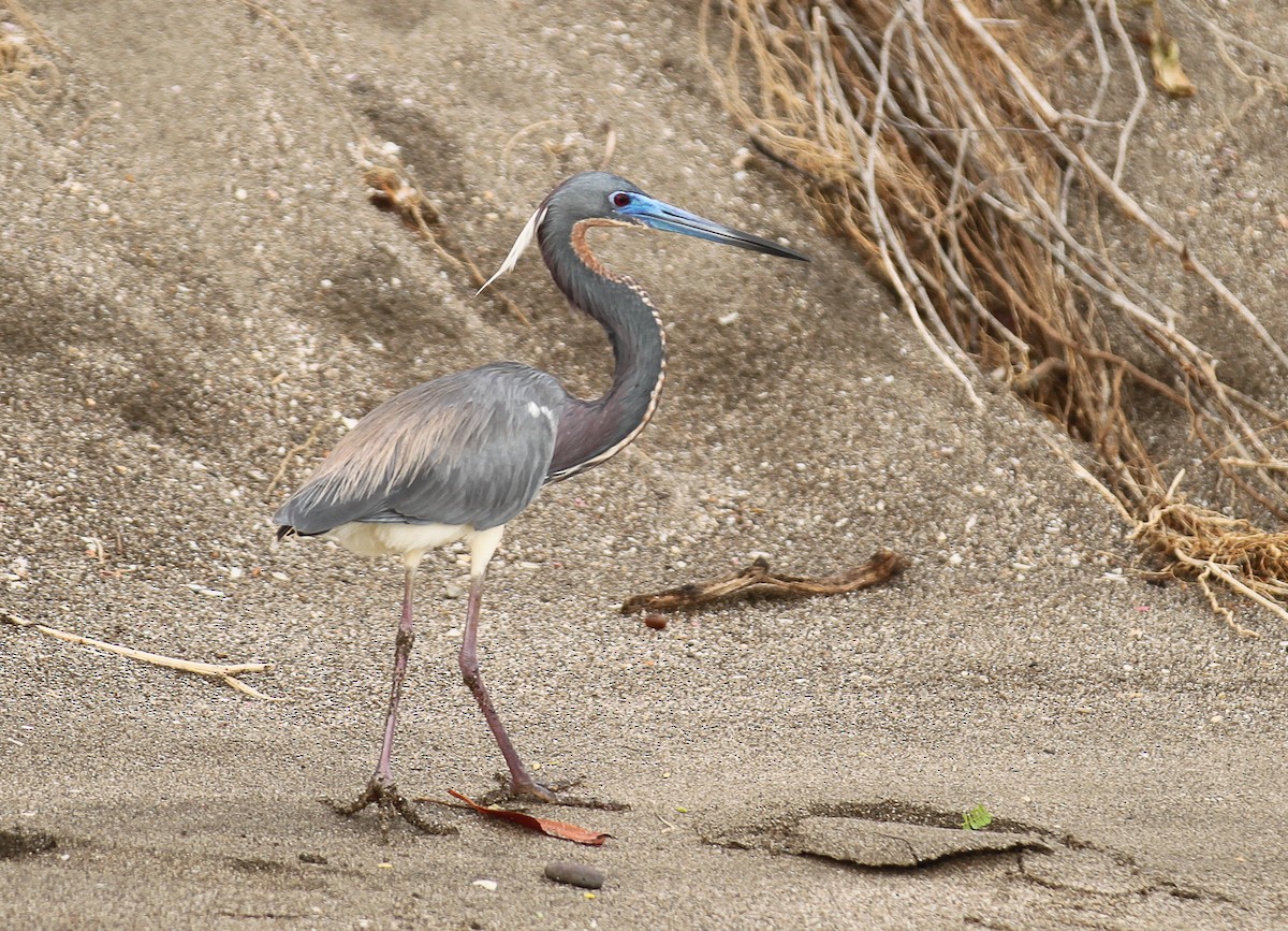 Tricolored Heron - ML82725051