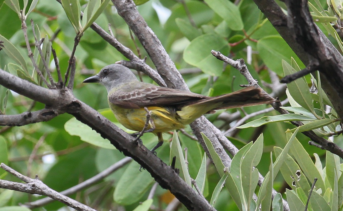 Tropical Kingbird - ML82725141