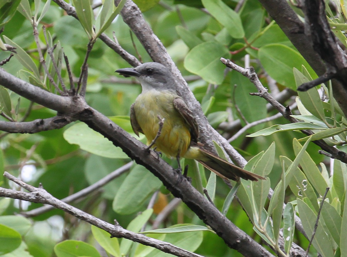 Tropical Kingbird - ML82725151