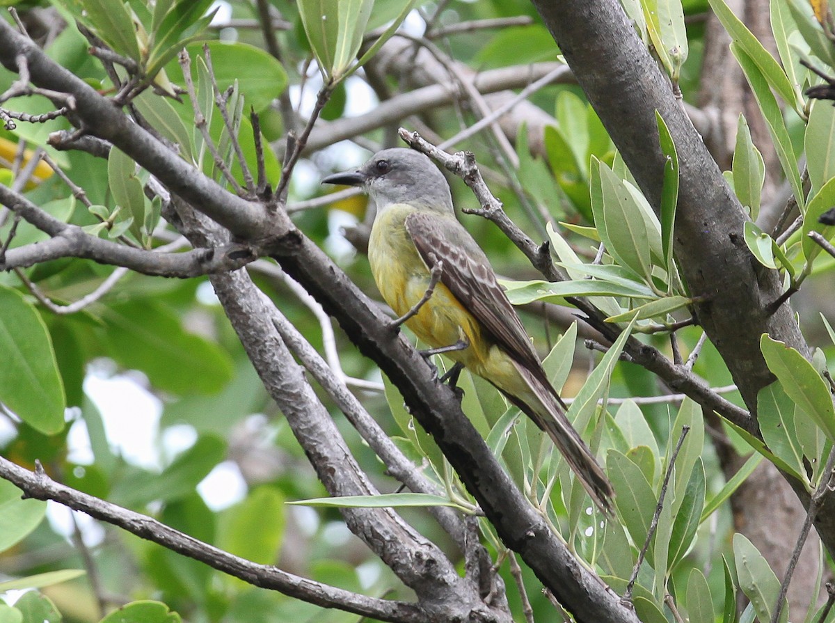 Tropical Kingbird - ML82725161