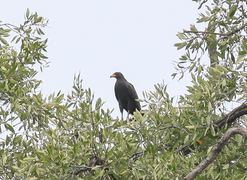 Common Black Hawk - ML82725221