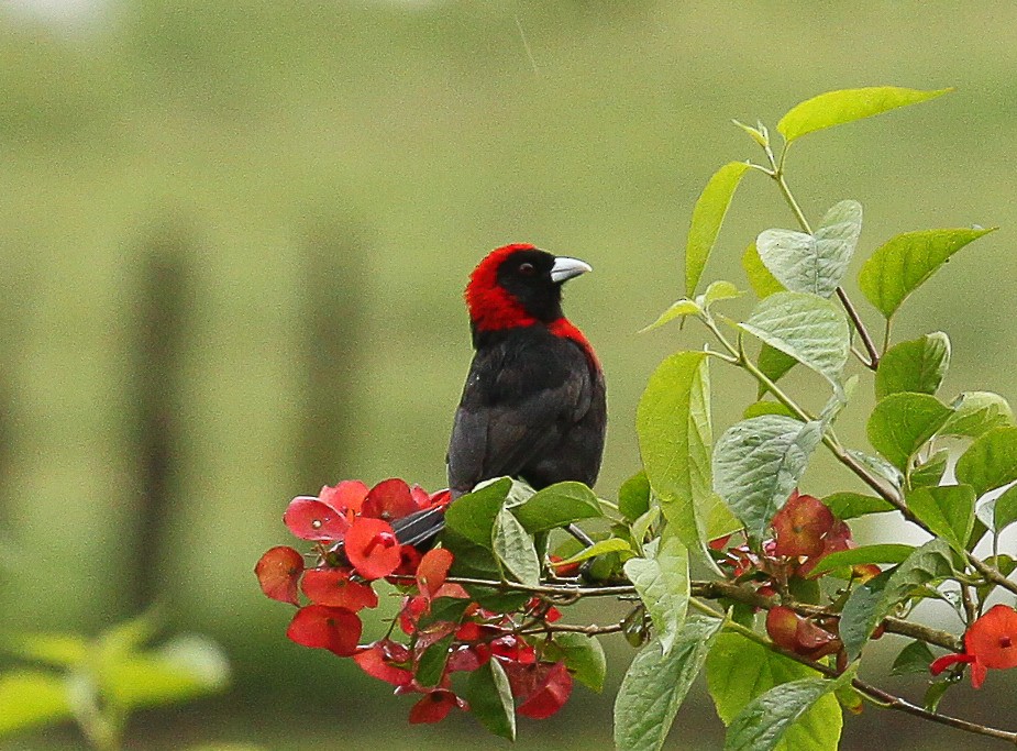 Crimson-collared Tanager - ML82725461