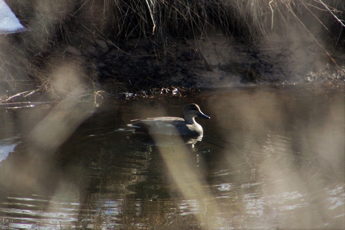 Gadwall - ML82726651