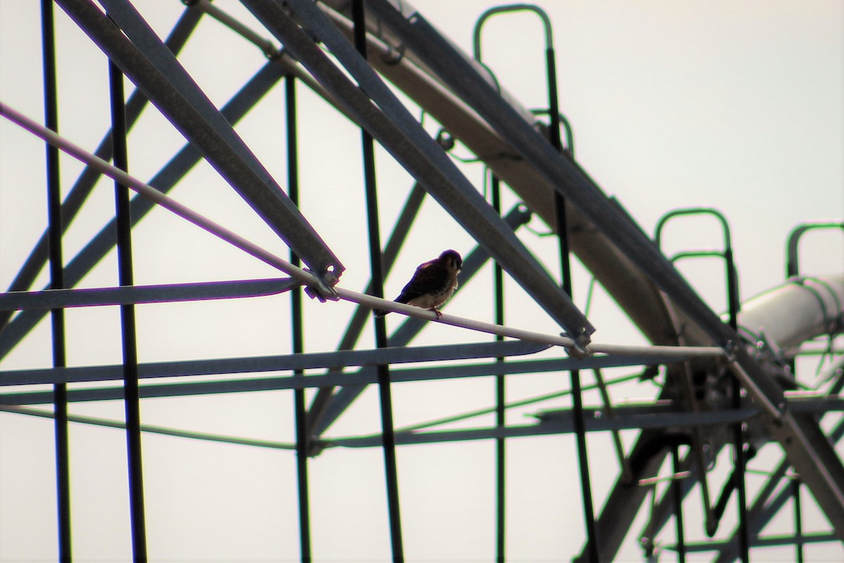 American Kestrel - Amy Lyyski