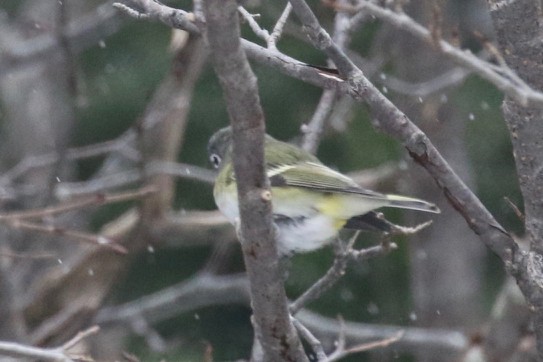 Blue-headed Vireo - Alvan Buckley