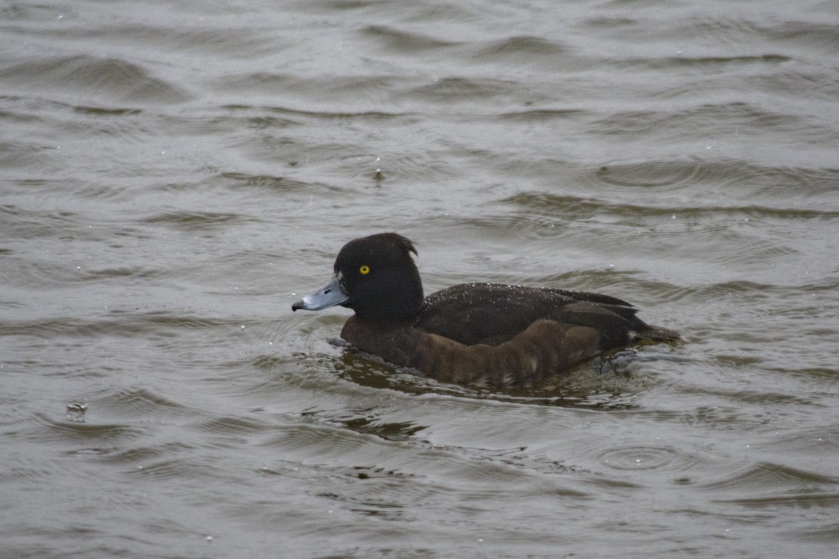 鳳頭潛鴨 - ML82728941