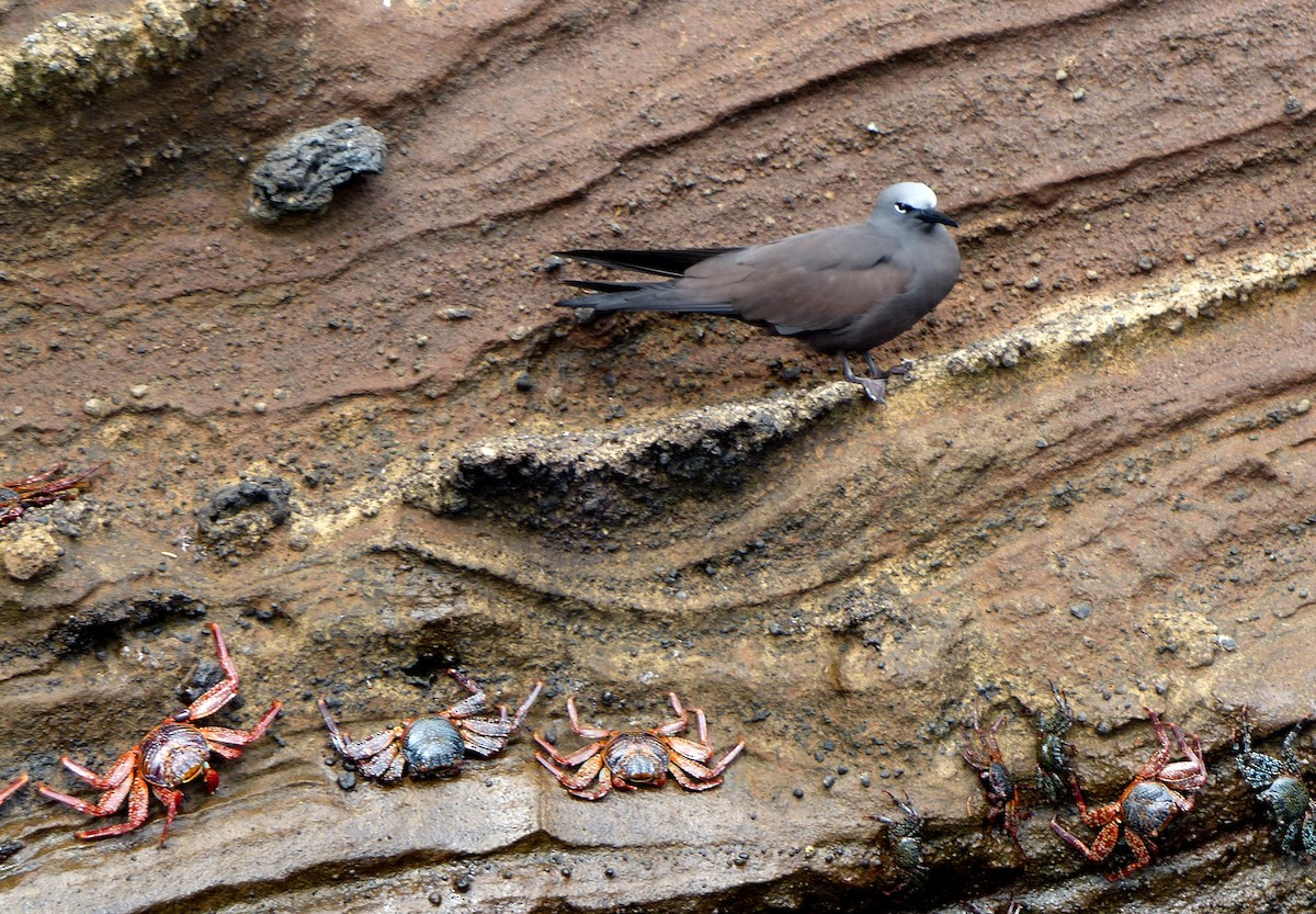 Brown Noddy - David Bree