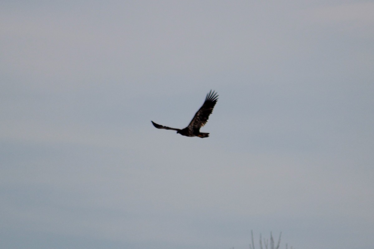 Bald Eagle - ML82730781