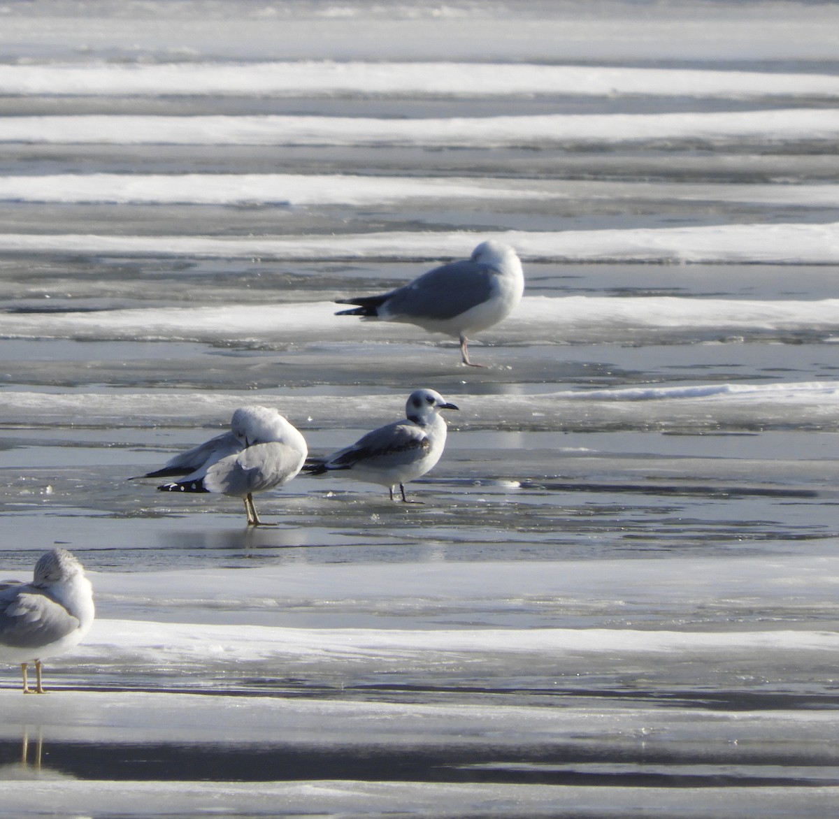 Black-legged Kittiwake - Karen Kolbasa