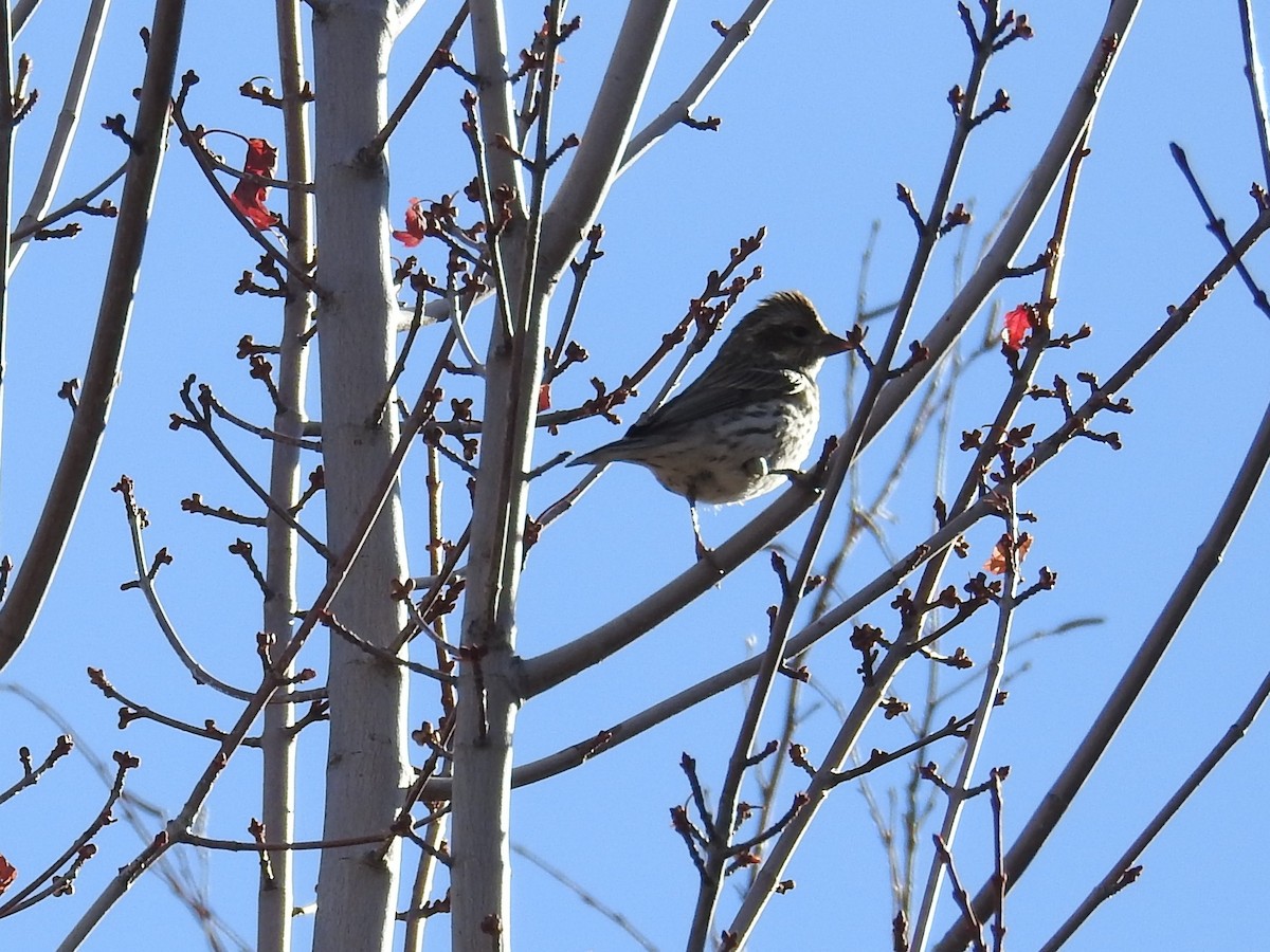 Cassin's Finch - ML82732471