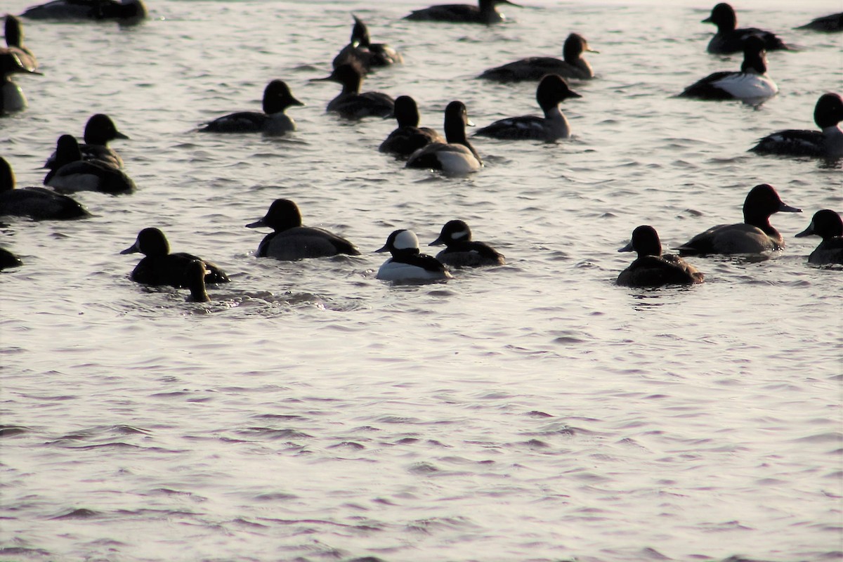 Bufflehead - Amy Lyyski