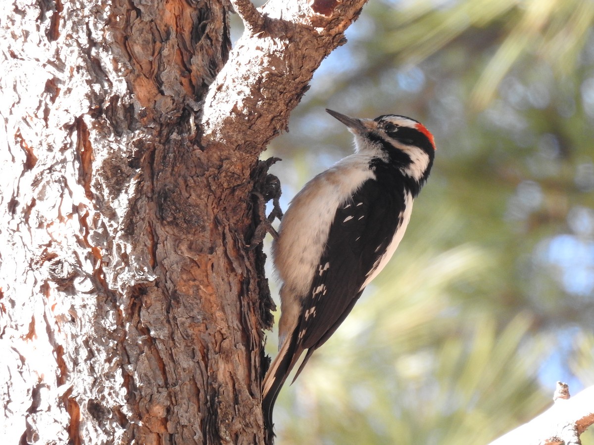 Hairy Woodpecker - ML82732561